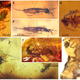Various critters found trapped in amber originating from the southern hemisphere.